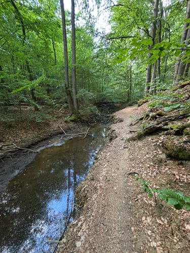 Netzbachweiher Rundweg