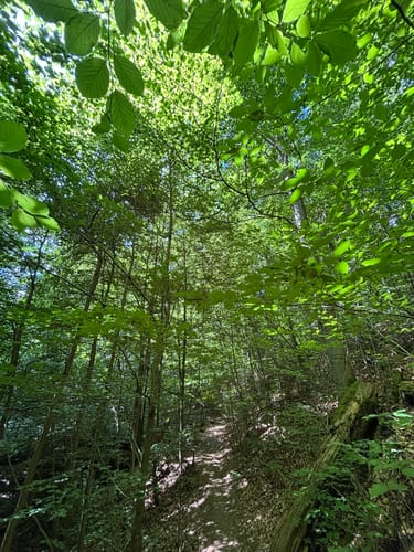 Netzbachweiher Rundweg