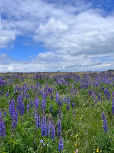 Buchoniarundweg ab Wüstensachsen (Rhön)