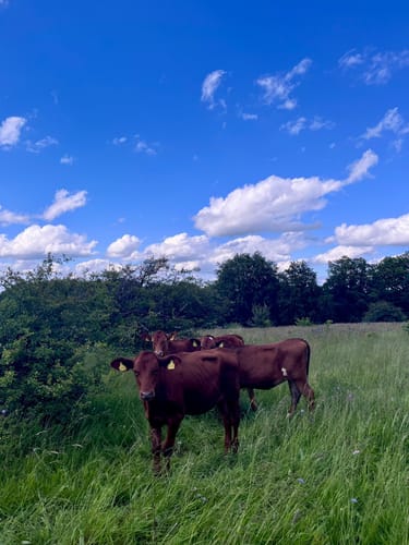 Buchoniarundweg ab Wüstensachsen (Rhön)