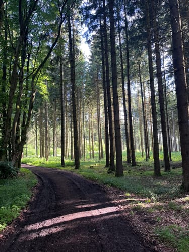 Buchoniarundweg ab Wüstensachsen (Rhön)