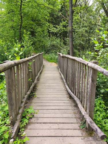 Birgeler Urwald (Wasser.Wander.Wald.)