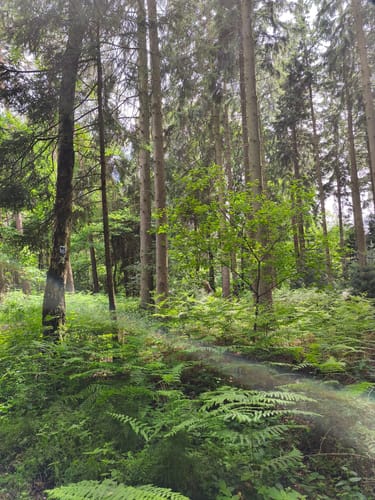 Birgeler Urwald (Wasser.Wander.Wald.)