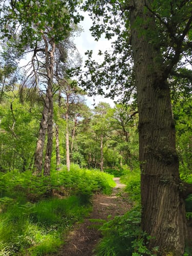 Birgeler Urwald (Wasser.Wander.Wald.)