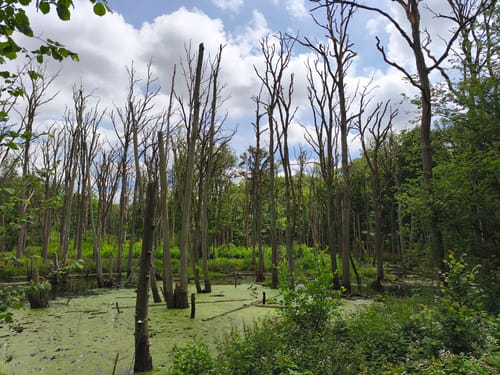Birgeler Urwald (Wasser.Wander.Wald.)