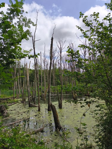 Birgeler Urwald (Wasser.Wander.Wald.)