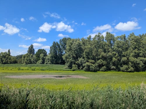 Rundwanderweg Riedstadt Erfelder Fußgängerbrücke 2: Nachtigallenweg