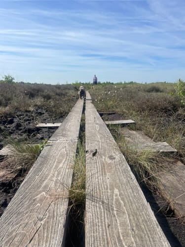 Moorpadd im Neustädter Moor