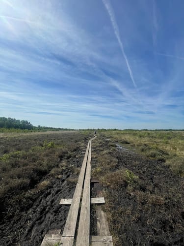 Moorpadd im Neustädter Moor