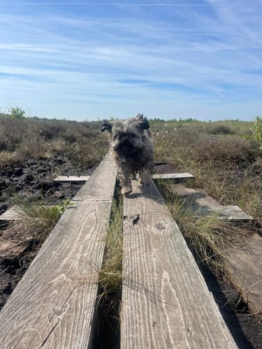 Moorpadd im Neustädter Moor