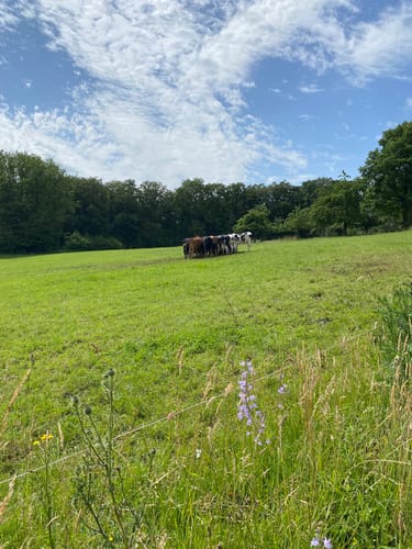 Naafbachtal und Holzbachtal ab Mohlscheid