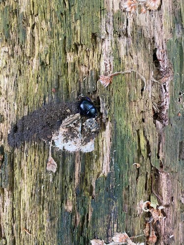 Naafbachtal und Holzbachtal ab Mohlscheid