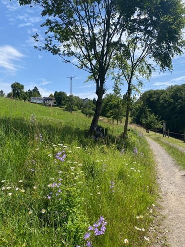 Naafbachtal und Holzbachtal ab Mohlscheid