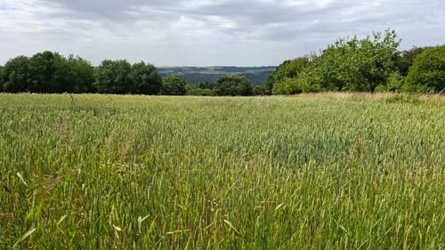 Saar-Leuktal-Panorama (Traumschleife)