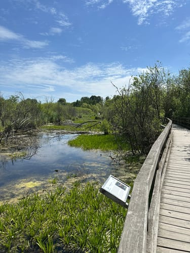Holzstegweg durch das Moor am Tegeler Fließ