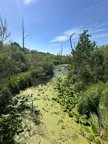 Holzstegweg durch das Moor am Tegeler Fließ