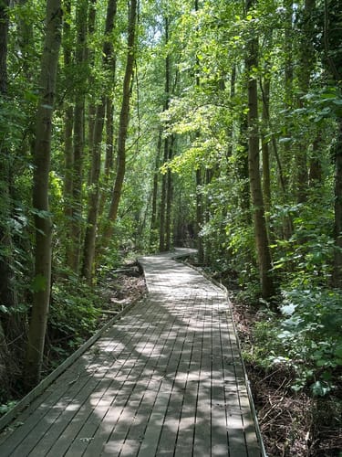 Holzstegweg durch das Moor am Tegeler Fließ