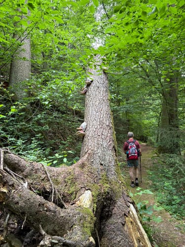 Rund um Clodra und Buchwald
