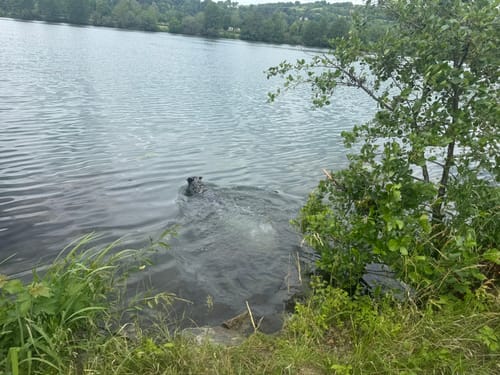 Westbadweiher Runde