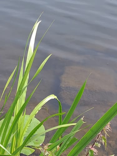Ruhrschleife bei Hattingen