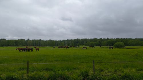 Moorlehrpfad Hahlener Moor