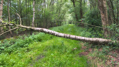 Moorlehrpfad Hahlener Moor