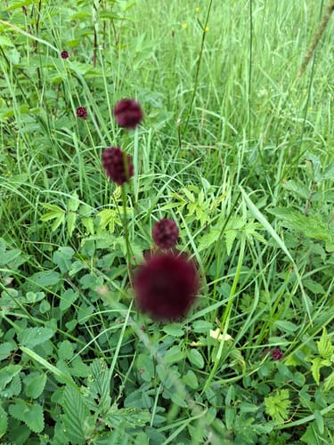 Irrhausen (Naturpark Südeifel Wanderweg Nr. 34)