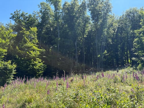 Rassel und Kellerskopf Rundweg