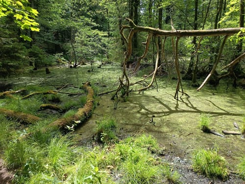 Schlossbergtour (Premiumwanderweg)