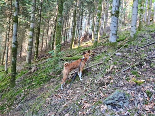 Rebeck - Badwaldsattel