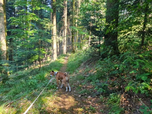Rebeck - Badwaldsattel