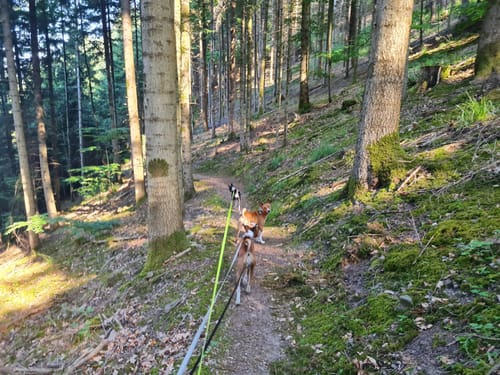 Rebeck - Badwaldsattel