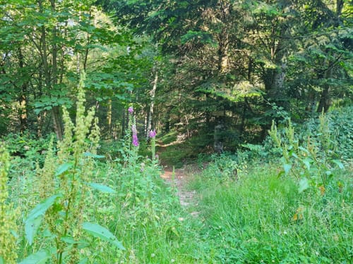 Rebeck - Badwaldsattel
