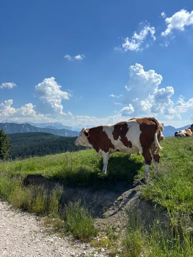 Teisenberg und Stoißer Alm ab Seiberstadt