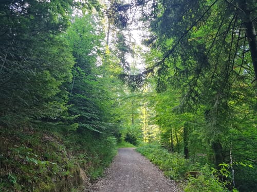 Rebeck - Badwaldsattel
