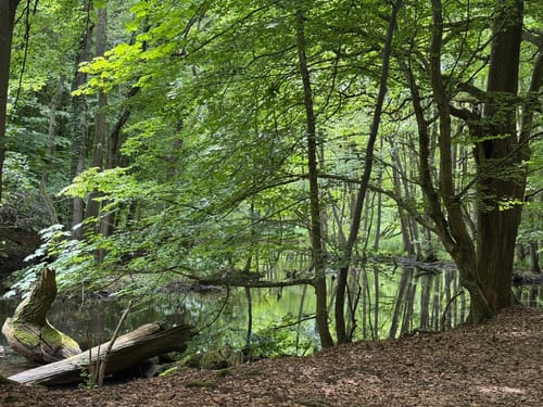 Durch das Nebeldurchbruchtal zur Wassermühle Kuchelmiß