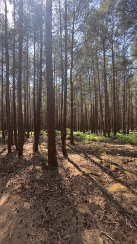 Hambacher Schloss und Hohe-Loog-Haus Kurzwanderweg
