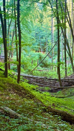 Tannenberg und Märchenteich ab Seeheim-Jugenheim