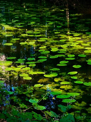 Tannenberg und Märchenteich ab Seeheim-Jugenheim