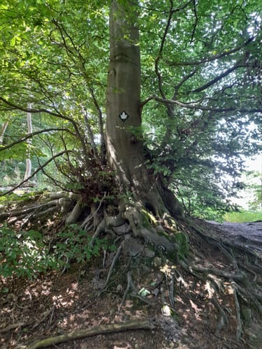 Bad Iburg und Lienenerberg Rundweg im Teutoburger Wald