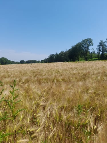 Bad Iburg und Lienenerberg Rundweg im Teutoburger Wald