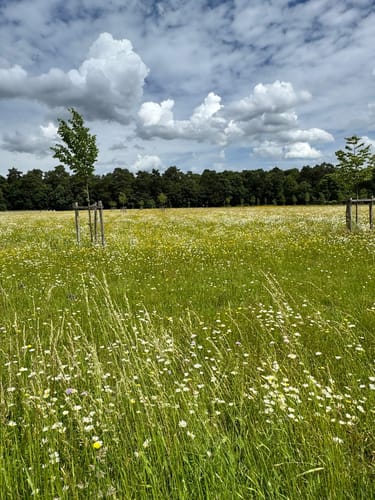 Dünnwald - Naturschutzgebiet am Hornpottweg - Von-Diegardt-See