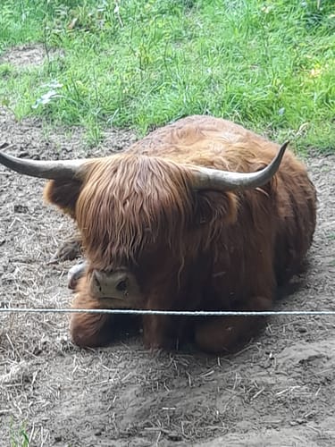 Bad Iburg und Lienenerberg Rundweg im Teutoburger Wald