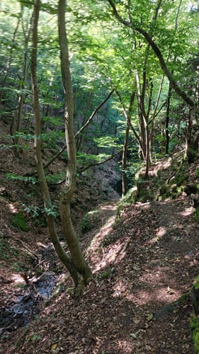 Premiumwanderpfad: Bergschluchtenpfad Ehrenburg