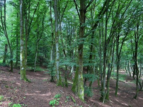 Steinperfer Runde (Extratour)