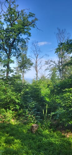Alzenau 2 : Wald und Wallfahrt