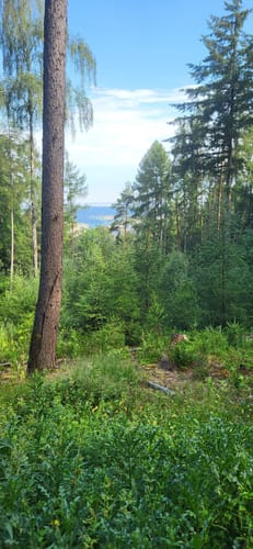 Alzenau 2 : Wald und Wallfahrt