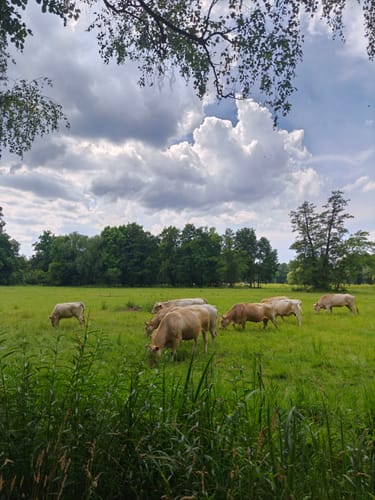Rundwanderung nach Lehde