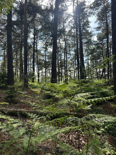 Auf den Kleinen und Großen Zschirnstein