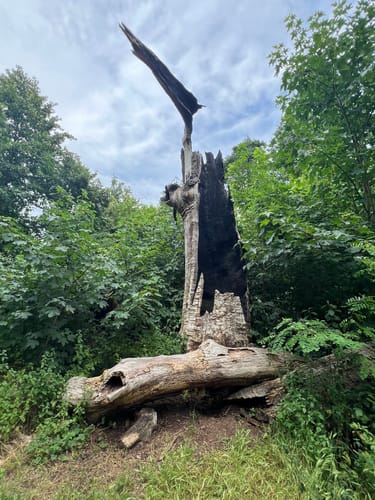 4-Seen-Tour im Grunewald